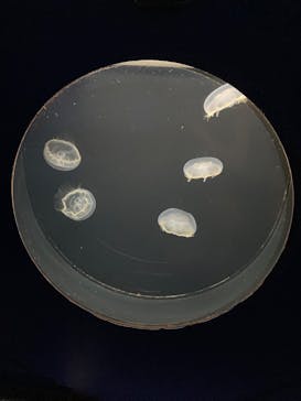 新江ノ島水族館に投稿された画像（2025/8/15）