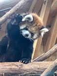 伊豆シャボテン動物公園に投稿された画像（2025/8/15）
