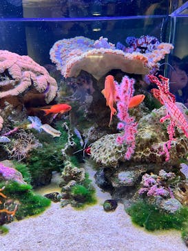 城崎マリンワールドに投稿された画像（2025/8/15）