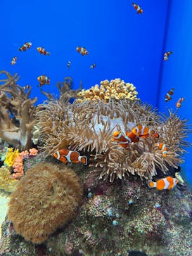 城崎マリンワールドに投稿された画像（2025/8/15）