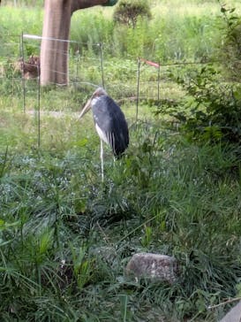 天王寺動物園に投稿された画像（2025/8/15）