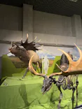 特別展「氷河期展 〜人類が見た4万年前の世界〜」（国立科学博物館）に投稿された画像（2025/8/15）