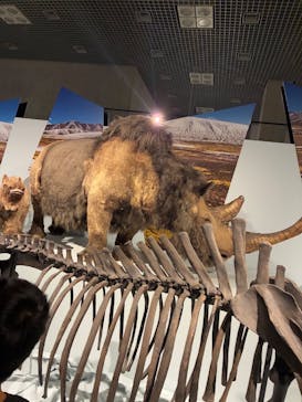 特別展「氷河期展 〜人類が見た4万年前の世界〜」（国立科学博物館）に投稿された画像（2025/8/15）
