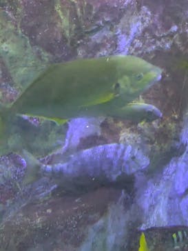 大分マリーンパレス水族館 「うみたまご」に投稿された画像（2025/8/15）