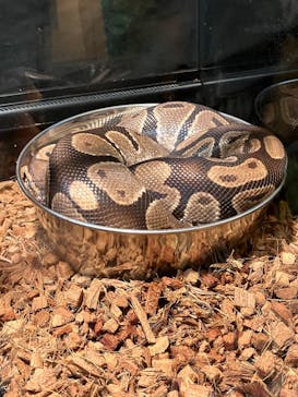 リトルモンスター展～「うゎっ」と「ぅわぁ～」のいきものたち～ @新潟県立自然科学館に投稿された画像（2025/8/15）