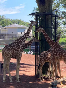 多摩動物公園に投稿された画像（2025/8/15）