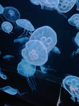 AOAO SAPPOROに投稿された画像（2025/8/15）