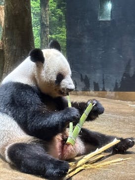 恩賜上野動物園に投稿された画像（2025/8/15）
