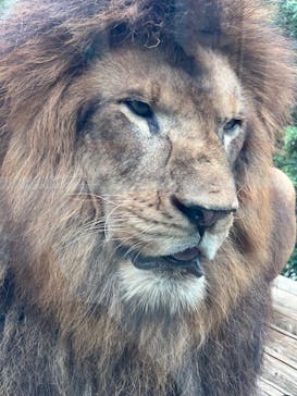 東京動物園協会_多摩動物公園に投稿された画像（2025/8/15）