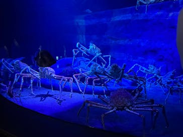 竹島水族館に投稿された画像（2025/8/15）