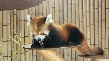 熱川バナナワニ園に投稿された画像（2025/8/15）