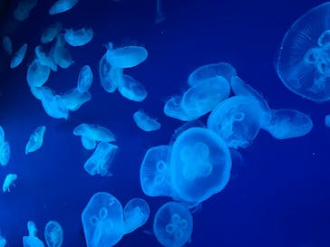 新江ノ島水族館に投稿された画像（2025/8/15）