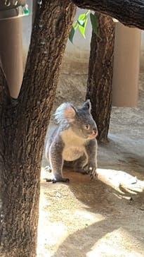 名古屋市東山動植物園に投稿された画像（2025/8/15）