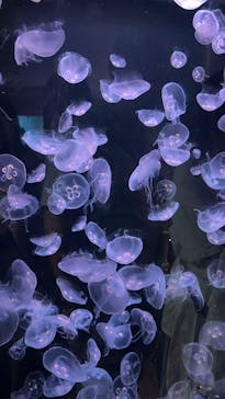 城崎マリンワールドに投稿された画像（2025/8/15）