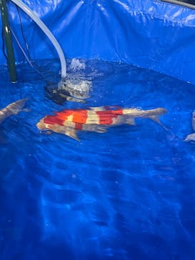 錦鯉・金魚アクアリウム in ときメッセに投稿された画像（2025/8/15）