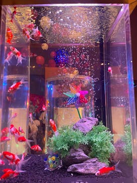 錦鯉・金魚アクアリウム in ときメッセに投稿された画像（2025/8/15）