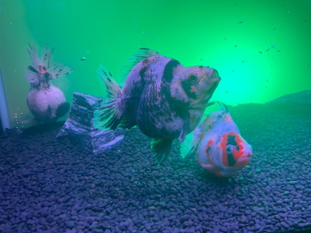 浮上性ひらめEP-F2 5kg 約2.5㎜ 金魚 錦鯉 熱帯魚 アクアリウム 浮上性ひらめEP-F2 5kg 約2.5㎜ 金魚 錦鯉 熱帯魚 アクアリウム