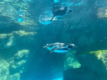 アクアワールド茨城県大洗水族館に投稿された画像（2025/8/15）
