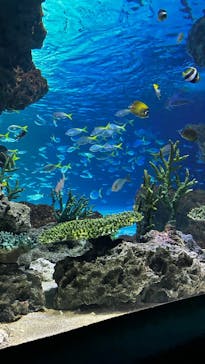 サンシャイン水族館に投稿された画像（2025/8/15）