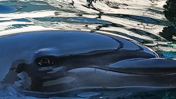 伊豆・三津シーパラダイスに投稿された画像（2025/8/15）