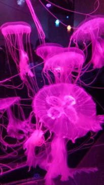 伊豆・三津シーパラダイスに投稿された画像（2025/8/15）