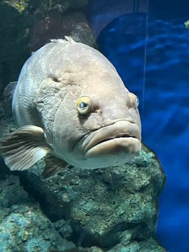 名古屋港水族館に投稿された画像（2025/8/15）