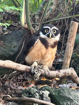 伊豆シャボテン動物公園に投稿された画像（2025/8/15）