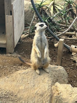 伊豆シャボテン動物公園に投稿された画像（2025/8/15）