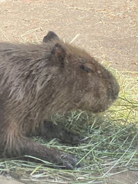 こども動物自然公園（埼玉県公園緑地協会）に投稿された画像（2025/8/15）