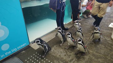 城崎マリンワールドに投稿された画像（2025/8/15）