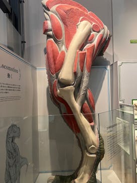 福井県立恐竜博物館に投稿された画像（2025/8/15）