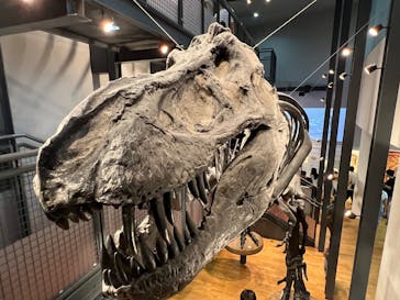 福井県立恐竜博物館に投稿された画像（2025/8/15）