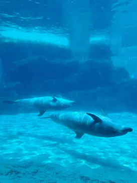 名古屋港水族館に投稿された画像（2025/8/15）