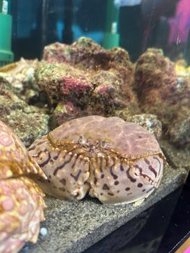 仙台うみの杜水族館に投稿された画像（2025/8/15）