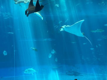 沖縄美ら海水族館に投稿された画像（2025/8/15）