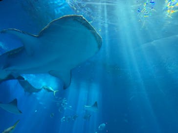 沖縄美ら海水族館に投稿された画像（2025/8/15）