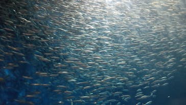 名古屋港水族館に投稿された画像（2025/8/15）