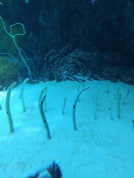 環境水族館アクアマリンふくしまに投稿された画像（2025/8/15）