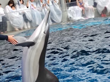 大分マリーンパレス水族館 「うみたまご」に投稿された画像（2025/8/15）