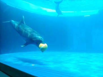 大分マリーンパレス水族館 「うみたまご」に投稿された画像（2025/8/15）