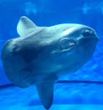 アクアワールド茨城県大洗水族館に投稿された画像（2025/8/16）
