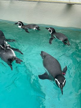 下田海中水族館に投稿された画像（2025/8/16）
