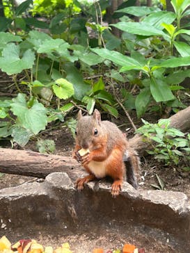 那須どうぶつ王国に投稿された画像（2025/8/16）