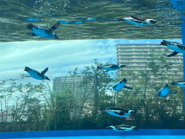 サンシャイン水族館に投稿された画像（2025/8/16）