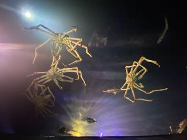 竹島水族館に投稿された画像（2025/8/16）