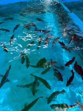 越前松島水族館に投稿された画像（2025/8/16）