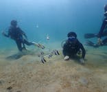 シーガーデン ダイビングスクールに投稿された画像（2025/8/16）