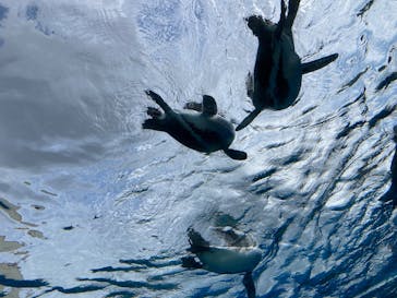 サンシャイン水族館に投稿された画像（2025/8/16）