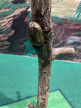 体感するファーブル昆虫展in横浜赤レンガ倉庫に投稿された画像（2025/8/16）