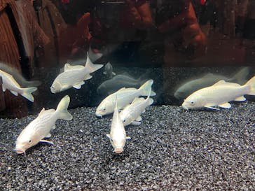 錦鯉・金魚アクアリウム in ときメッセに投稿された画像（2025/8/16）